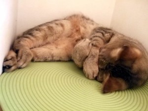 6e0449953b6ad0324922dbed8ff7955d_s