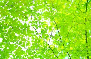 fa8fedce226568361d6cfd97edccdd0f_s_R